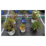 6 ASSORTED PERENNIALS