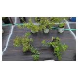5 PERENNIAL FALSE INDIGO