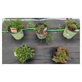 5 ASSORTED PERENNIAL