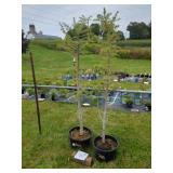 2 BLUE ICE CYPRESS TREES