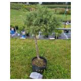 1 HETZ BLUE JUNIPER STANDARD TREE