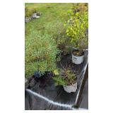 4 HARDY SHRUBS