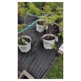 3 LEMONY LACE ELDERBERRY