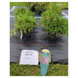 4 RED FOX SPIKE SPEEDWELL PLANTS
