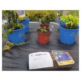 6 DELGENIUS BLUE FABULOSA DELPHINIUM