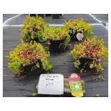 5 SOLAR SPICE SEDUM