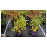4 VIBURNUM & PEARL BUSH SHRï¿½BS