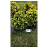 4 GOLDEN HINOKI CYPRESS