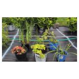6 MIXED PERENNIAL PLANTS