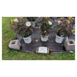 3 PERENNIAL HIBISCUS COOKIES & CREAM