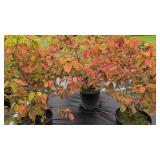 3 VIBURNUM DENTATUM