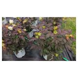 4 PERENNIAL MALLOW HIBISCUS PLANTS