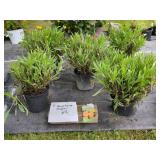 5 EARLY SUNRISE COREOPSIS