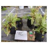 4 GHOST FERNS