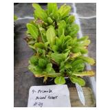 9 MIXED COLOR PRIMULA