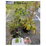 3 PERENNIAL PLANTS FOXGLOVE COLUMBINE
