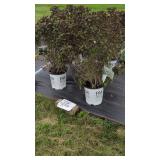 4 VINHO VERDE WEIGELA