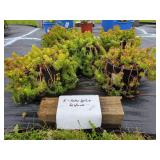 5 SOLAR SPICE SEDUM