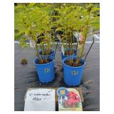 4 FLAME WATERMELON DWARF GARDEN PHLOX