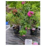 2 HANSA SHRUB ROSE
