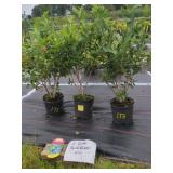 3 DUKE BLUEBERRY PLANTS