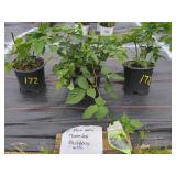 3 BLACK SATIN THORNLESS BLACKBERRY BUSHES