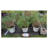 5 CARYOPTERIS 