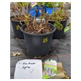 3 BLUE BICOLOR LUPINE PERENNIALS