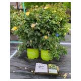2 EASY BEE-ZY KNOCK OUT ROSE BUSHES