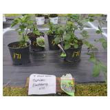 4 BLACK SATIN THORNLESS BLACKBERRY PLANTS