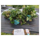 3 ROSY BELLE STRAWBERRY PLANTS