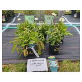 5 MAKE MY DAISY SHASTA DAISIES PLANTS