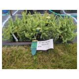 5 BLUE SPRUCE SEDUM PLANTS