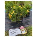 3 COREOPSIS UPTICK CREAM AND RED PLANTS