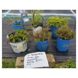 6 PERENNIAL PLANTS ASSORTED VARIETIES