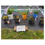 7 ASSORTED PERENNIAL PLANTS
