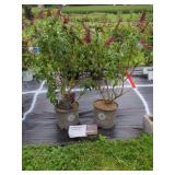 2 BUTTERFLY BUSHES 