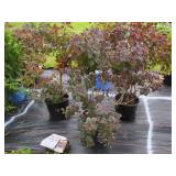 3 ROYAL PURPLE SMOKEBUSH PLANTS