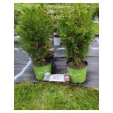 4 ASSORTED EVERGREEN PLANTS