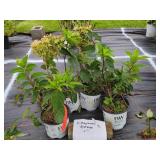 4 PINKY WINKY HYDRANGEA PLANTS
