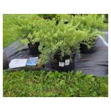 3 GREY OWL EASTERN RED CEDAR