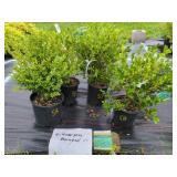 4 WINTER GEM BOXWOOD PLANTS