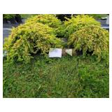4 All GOLD JUNIPER
