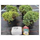 4 BLUE STAR JUNIPER