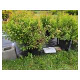 4 GOLD FLAME SPIREA SHRUBS