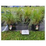 5 KARL FOERSTER OAT GRASS