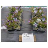 19 PERENNIAL BELLFLOWER PLANTS