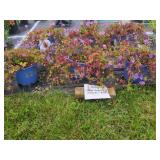 6 PERENNIAL HARDY GERANIUM CRANESBILL