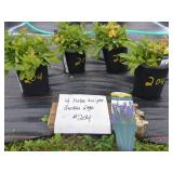 4 NOBLE KNIGHT GARDEN SAGE PLANTS