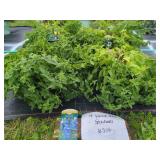 4 VENICE BLUE SPIKE SPEEDWELL PLANTS